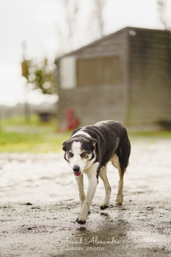 Photo 117 | Bertrand ALEXANDRE – Compagnons